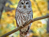 A barred owl on a branch in the fall.