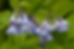 Purple and blue bell-shaped flowers with green leaves in a lush garden setting, conveying a serene and natural mood.