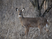 A White-tailed deer.