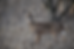 Deer standing alert in a dry, grassy field with sparse trees. Neutral tones dominate the scene, creating a serene, natural atmosphere.