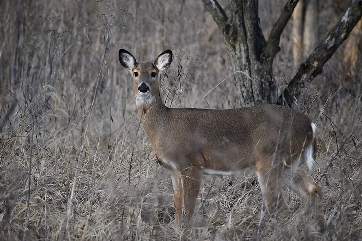 Deer standing alert in a dry, grassy field with sparse trees. Neutral tones dominate the scene, creating a serene, natural atmosphere.