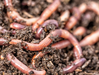 Worms in dirt.