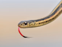 A garter snake with its tongue out.