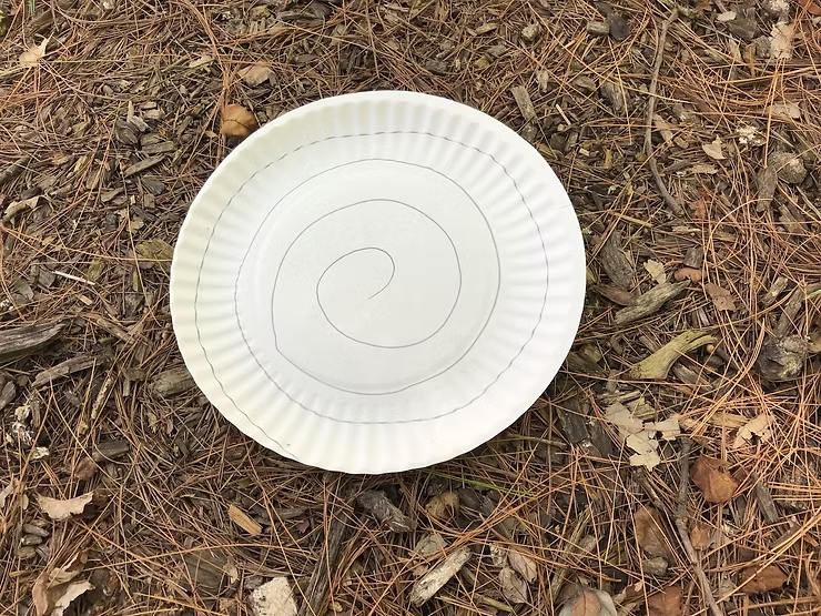 A white paper plate with a spiral design lies on a forest floor covered in pine needles and dry leaves.
