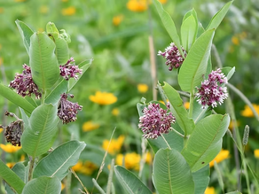 Common milkweed.