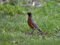 An American Robin in the grass.