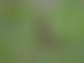 An American Robin in the grass.
