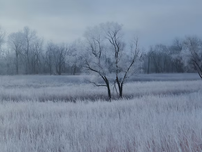 Frost at Lockport Prairie.
