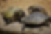 Three turtles bask on a sunlit rock. One turtle leans against another, all with green and brown shells. The setting is sandy and natural.
