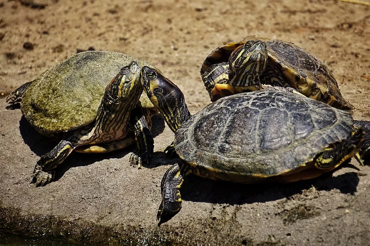 Three turtles bask on a sunlit rock. One turtle leans against another, all with green and brown shells. The setting is sandy and natural.