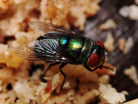 A close up of a housefly.