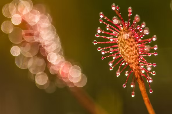 Close-up of a red sundew plant with glistening droplets on tentacles. Blurred background in warm tones enhances focus on the plant.