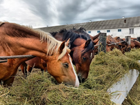 Horses eating hay.