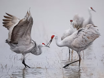 A pair of sandhill cranes dancing together.