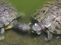 Two red eared sliders in water.