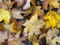Colorful leaves.