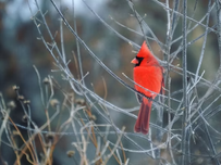 A cardinal in a bare bush.