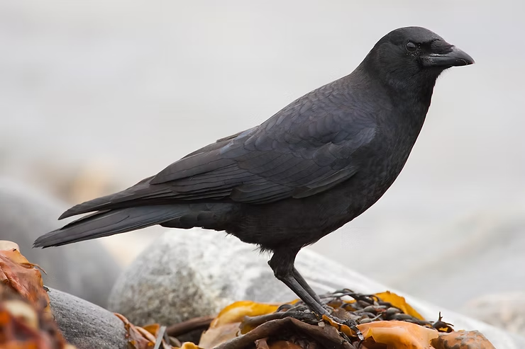 A black crow stands on seaweed-covered rocks by the shore. Soft gray background.