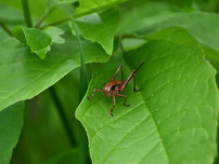 Dark brush cricket on a leaf.