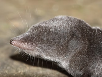 Close up of a northern short-tailed shrew.