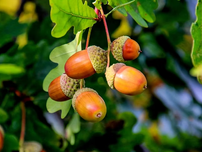 Acorns hanging down from a branch.
