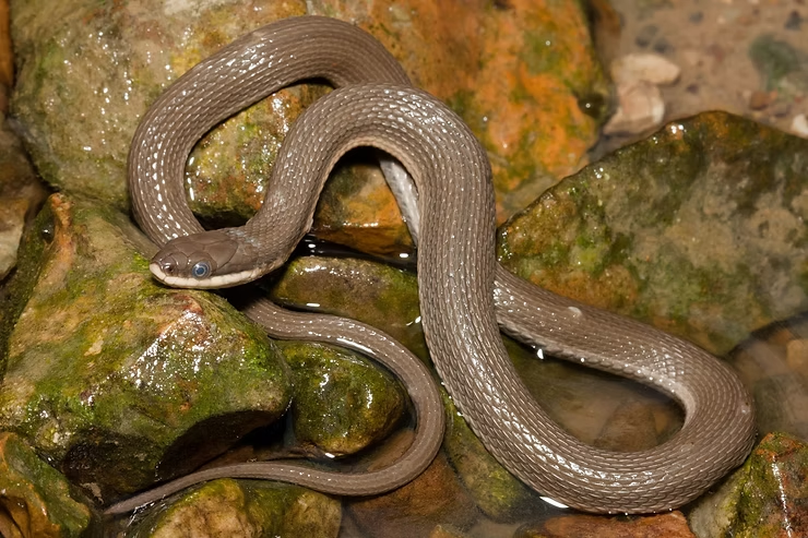 A brown snake on wet, mossy rocks. The snake is coiled with a smooth texture. The setting is natural and earthy.
