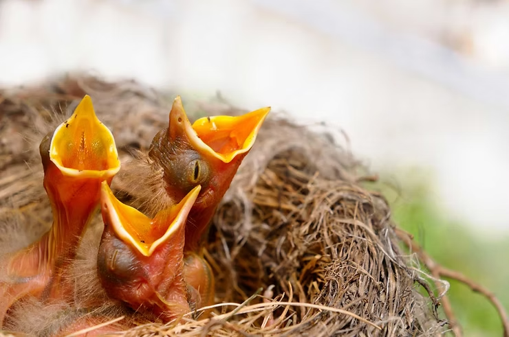 Three hungry baby birds with open beaks in a nest, awaiting food. The nest is made of twigs, set against a blurred green and brown background.