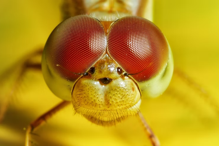 Close-up of a dragonfly's face with large, red compound eyes on a vibrant yellow background, showing intricate details and textures.