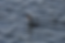 A black cormorant with an orange patch swims in rippling dark blue water, creating a serene and natural mood.