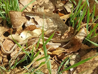 A Dekay's brown snake blending in fall leaves.