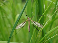 A crane fly laying on some thin long leaves.