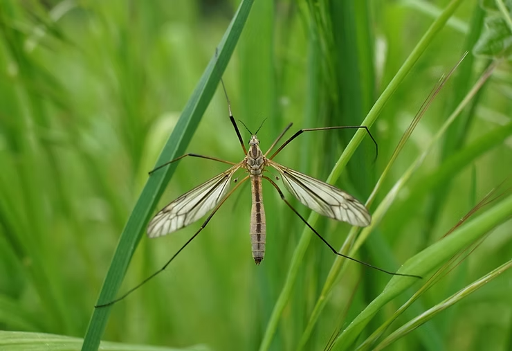A crane fly with translucent wings rests on a green blade of grass. The lush green background suggests a vibrant, natural setting.