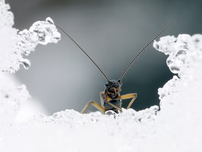 Stonefly in the winter snow.