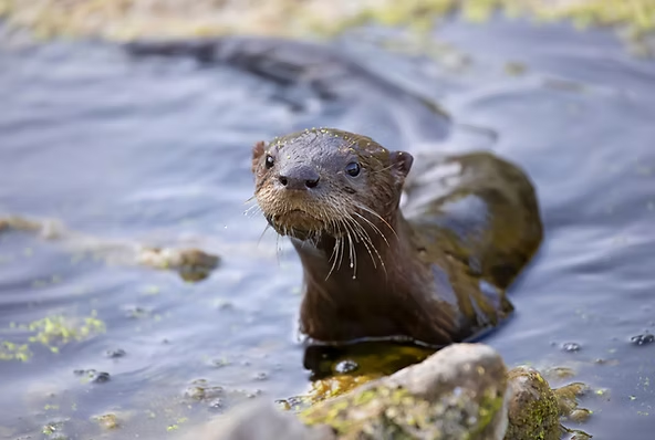 Otter peeking above water in a rocky, mossy pond. Its fur is shiny and wet. The setting is natural and serene.