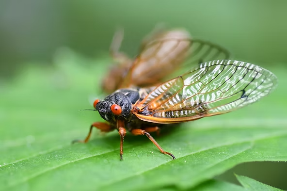 Close-up of a cicada with red eyes and transparent wings on a green leaf. The background is blurred, highlighting the insect's details.