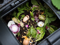 Food scraps in a compost bin.