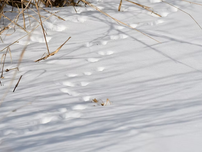 Animal tracks cutting through the snow.