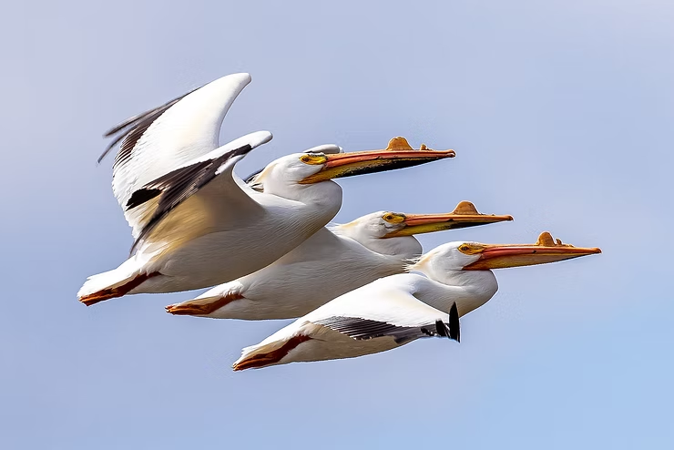 Three white pelicans with orange beaks fly in formation against a clear blue sky. The birds have black-tipped wings.