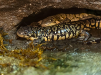 Two tiger salamanders.