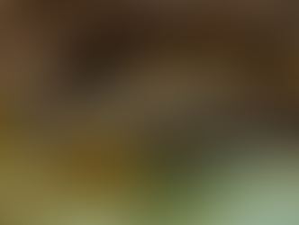 Two tiger salamanders.