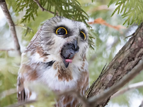 A northern saw-whet owl regurgitating an owl pellet.