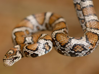 A close up of a milksnake