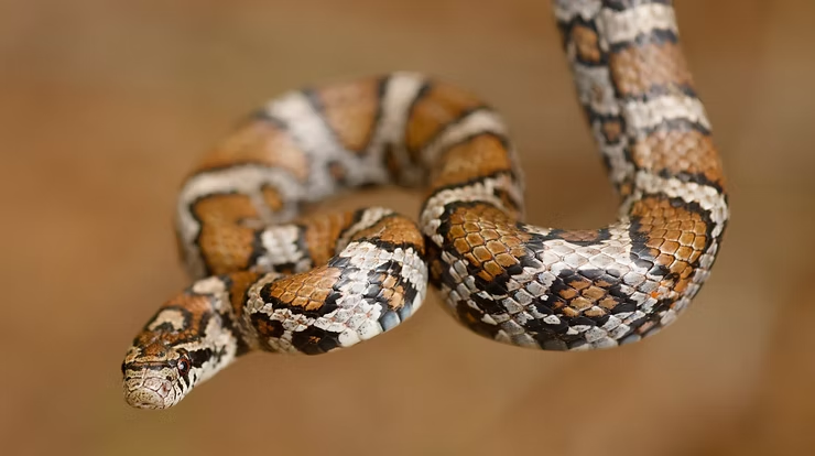 A close up of a milksnake