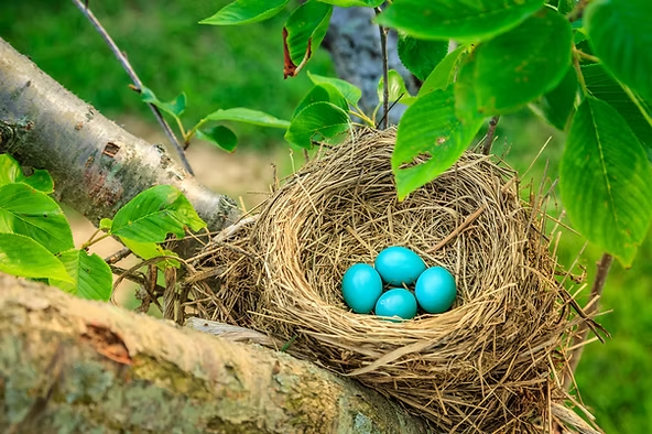 A bird's nest with five blue eggs rests in a tree's branches. Surrounding green leaves and a blurred background suggest a serene setting.