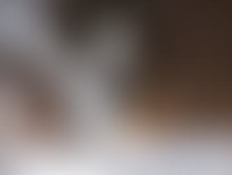 A snowy owl flapping its wings.