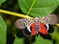 A spotted lanternfly on a leaf.