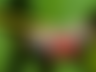 A spotted lanternfly on a leaf.