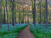 Virginia bluebells at O'Hara Woods Preserve.