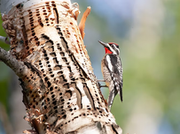 A yellow-bellied sapsucker on a tree trunk.