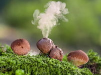 There are four puffball mushrooms. Two are stuck together between the spaces of the other two. The left mushroom of the ones in the middle is blowing smoke out.